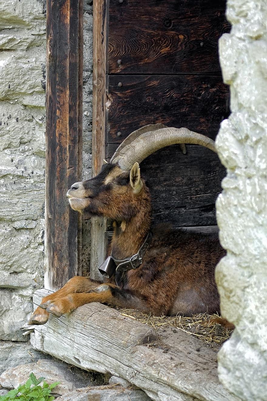 Goat, Male Goat, Animal, Livestock, Cuckold, Ruminant, Stable, Farm, Fold, Rest, Door