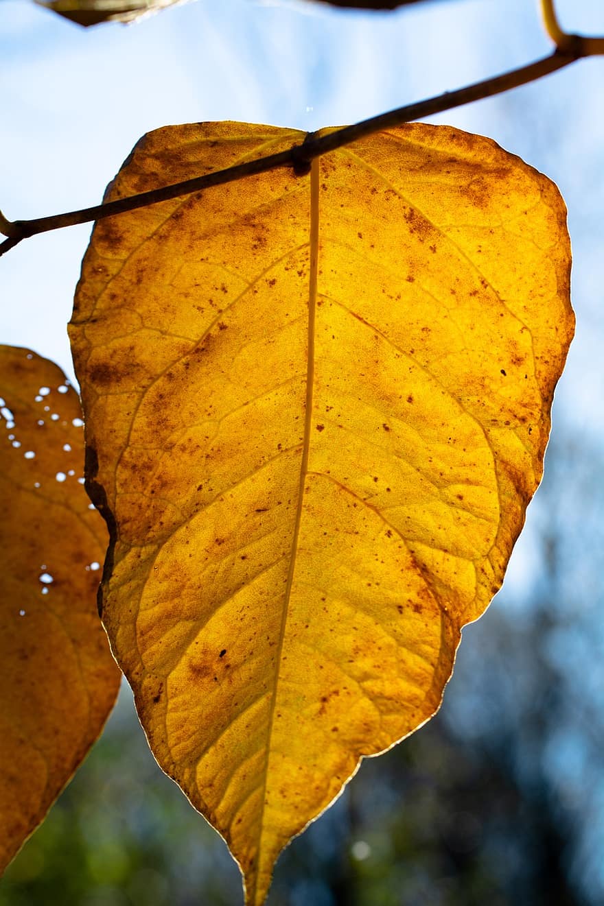лист, листя, дерево, осінь, падіння, жовтий, природи, барвисті