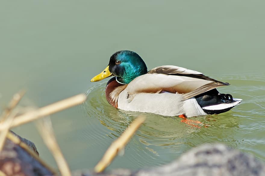 Duck, Bird, Lake, Mallard, Drake, Waterfowl, Water Bird, Aquatic Bird, Animal, Feathers, Plumage