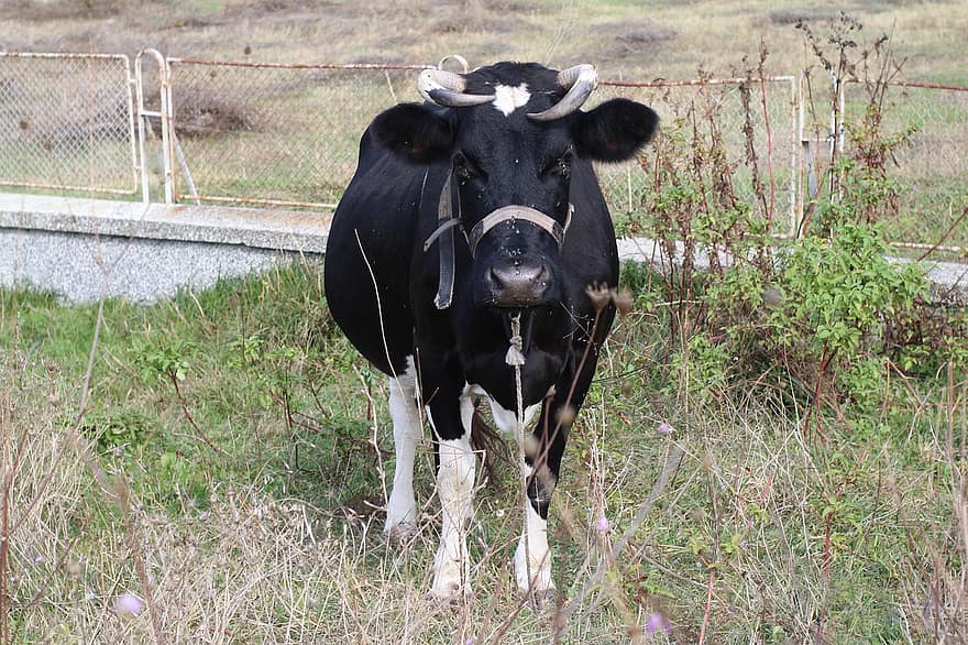 vacă, bovine, coarne, șeptel, fermă, animal, natură, mamifer, agricultură, rural, mediu rural