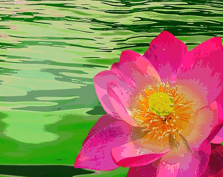 водна лилия, цвят, разцвет, природа, водно растение, езерце, цветя, вода