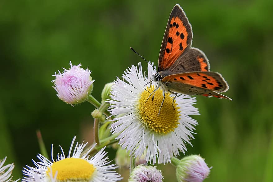 pequena borboleta de cobre, flores, polinização, borboleta, inseto, cobre pequeno, plantas, natureza, fechar-se, flor, verão