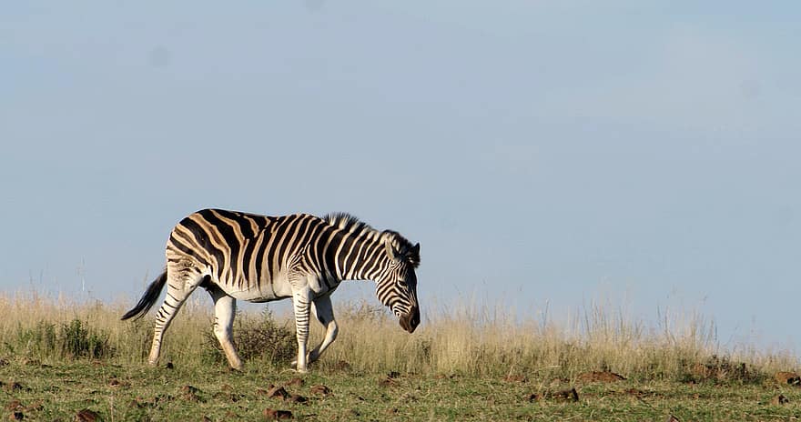 zebra, dyr, safari, dyreliv, pattedyr, heste-, fauna, ødemark, natur
