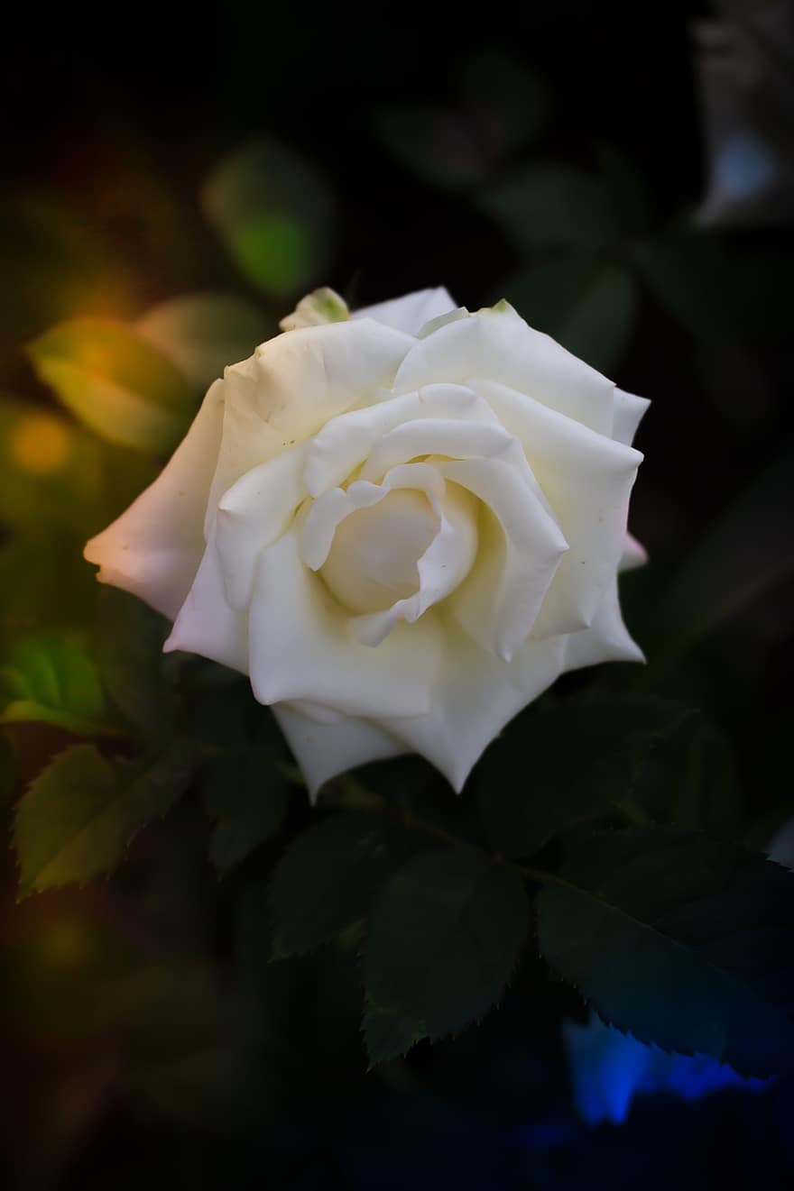 Rosa, flor blanca, pétalos, flora, botánica, naturaleza
