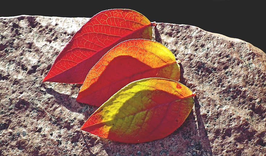 листья, Листья черники, осенние краски, осень, листва