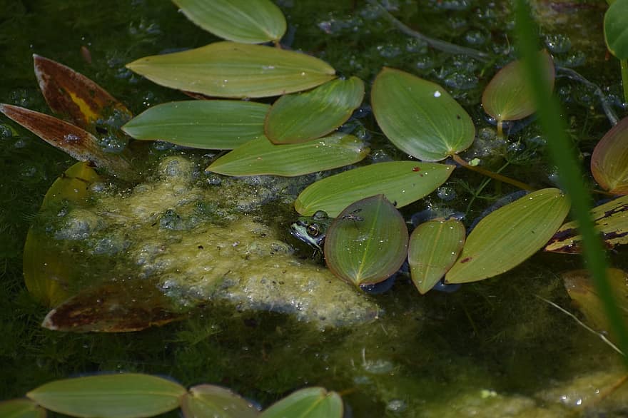езерце, вода, жаба, животно, листа