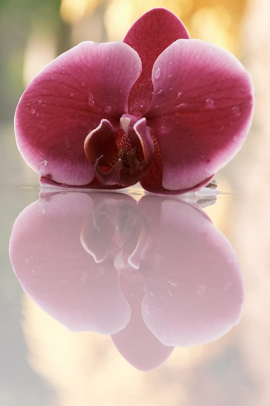 kwiat, orchidea, rosa, krople rosy, płatki, fioletowe płatki, fioletowa orchidea
