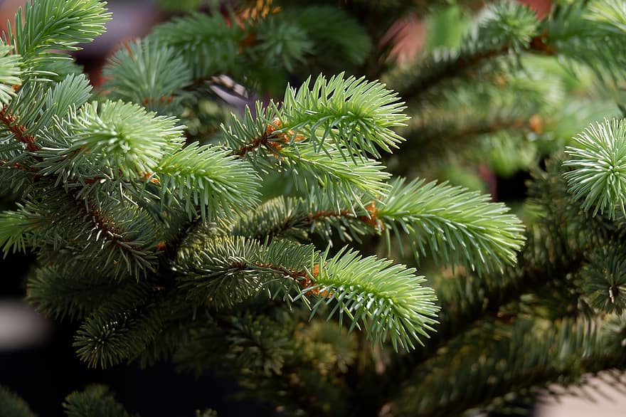 Spruce, Needles, Branches, Nature, Pine Needles, Conifer, Plant, Forest, Green, Pine, Spring