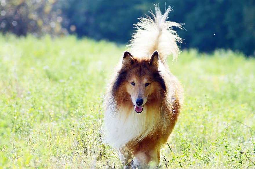 anjing, membelai, bidang, padang rumput, di luar rumah, berjalan, berlari, senang, berbulu, lokal, potret anjing