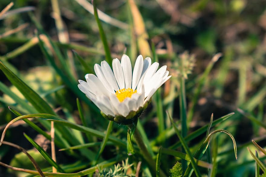Daisy, White Flower, Blooming Flower, Meadow, Wildflower, Nature, Grass, summer, flower, green color, plant