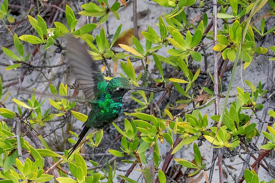 Куба, смарагд със зелени опашки, колибри, птица, птичи, орнитология, наблюдение на птици, животно, дивата природа