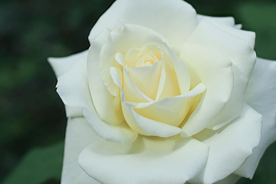 rose, blomst, hvit rose, hvit blomst, petals, hvite kronblade, blomstre, flora, natur