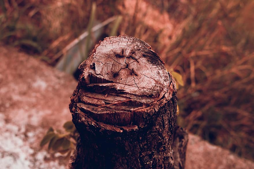 Log, Wood, Wilderness, Tree, Forest, Nature, Timber, Firewood, Plant, Texture, Old