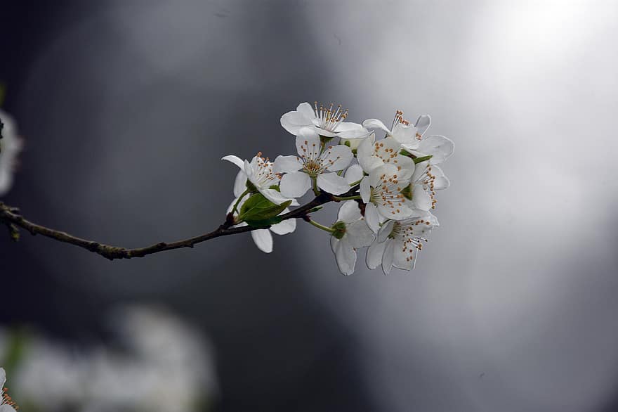 witte bloemen, kersenbloesems, sakura, bloemen, takken, witte bloemblaadjes, bloeien, bloesem, flora, natuur, de lente