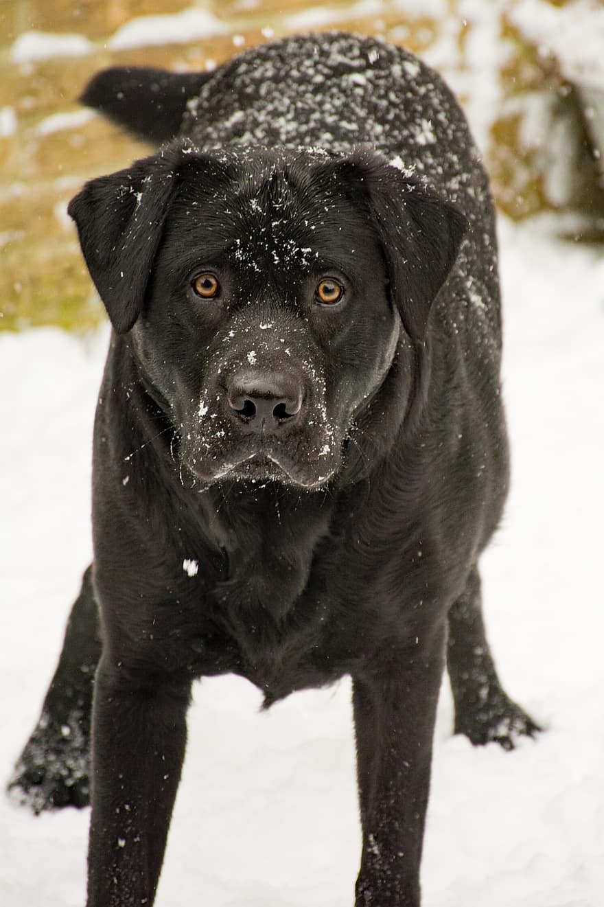 chien, Labrador, animal de compagnie, noir, hiver, chien noir, surpris, canin, neige, il neige, chute de neige