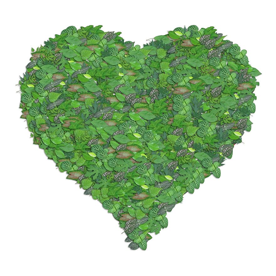 grønt hjerte, eco, økologi, hjerte