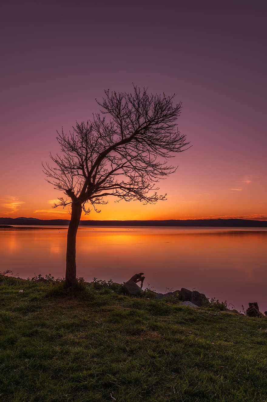 غروب الشمس ، بحيرة ، بجانب البحيرة ، شجرة ، خريف ، الغسق ، الشفق ، شجرة وحيدة ، grss ، بحيرة بولسينا ، إيطاليا