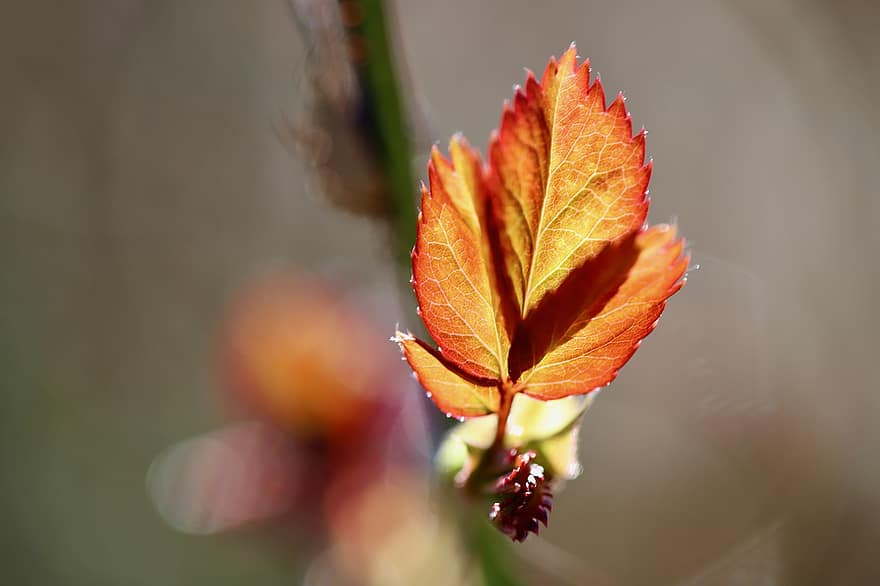 rosenblatt, Daun-daun, musim semi, pertumbuhan, tumbuh, struktur daun, urat daun, alam, botani
