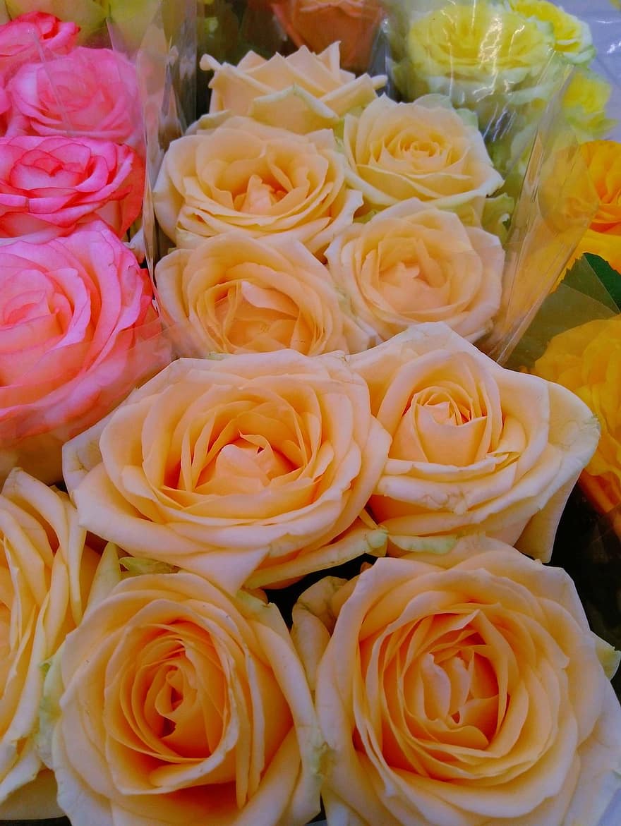 roser, orange, lyserød, blomst, flor, have, kronblade, kærlighed, aroma, buket, blomster