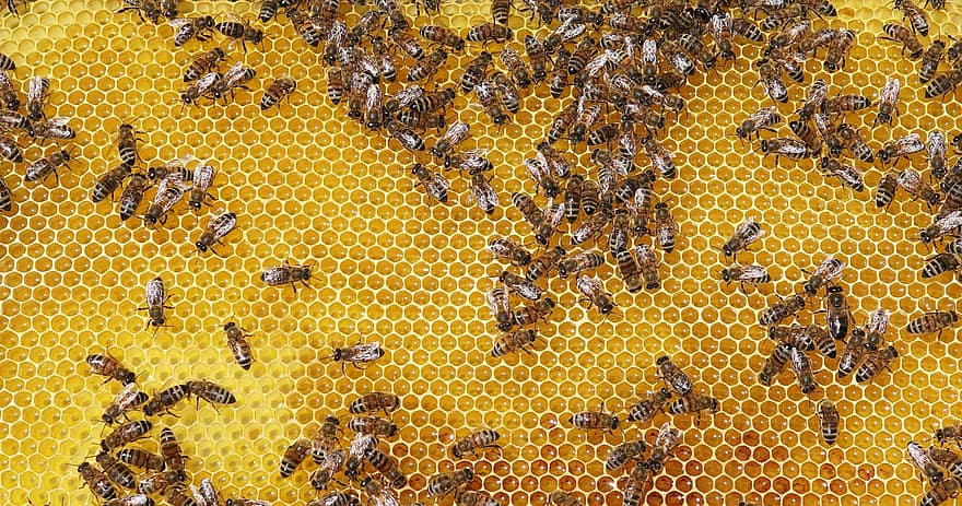 Cerveja, querida, inseto, abelhas, abelha, favo de mel, Bistade, colméia, apicultura, Bitavle