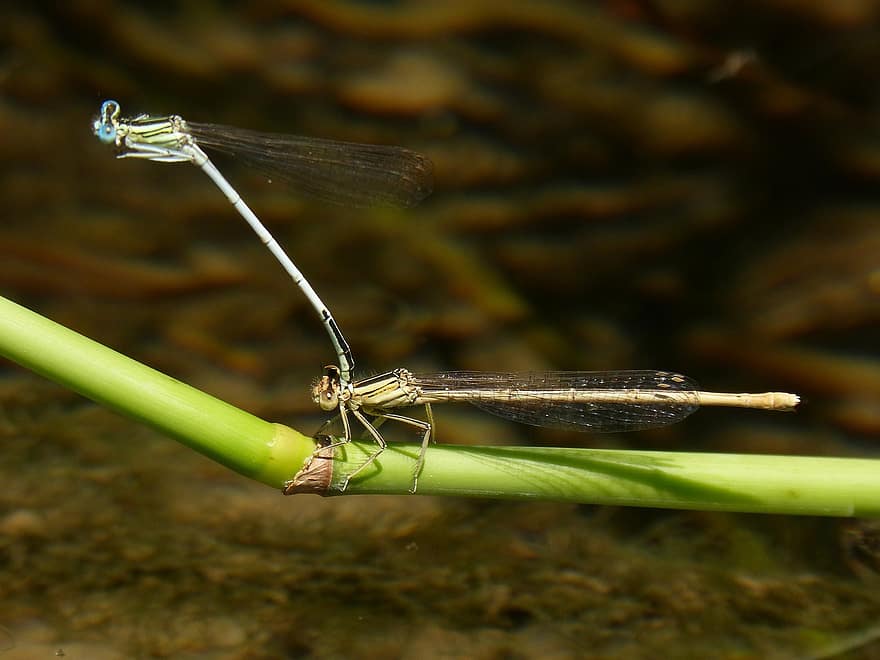 Dragonfly, Damselfly, Insects Mating, Stem, Reproduction, Pond