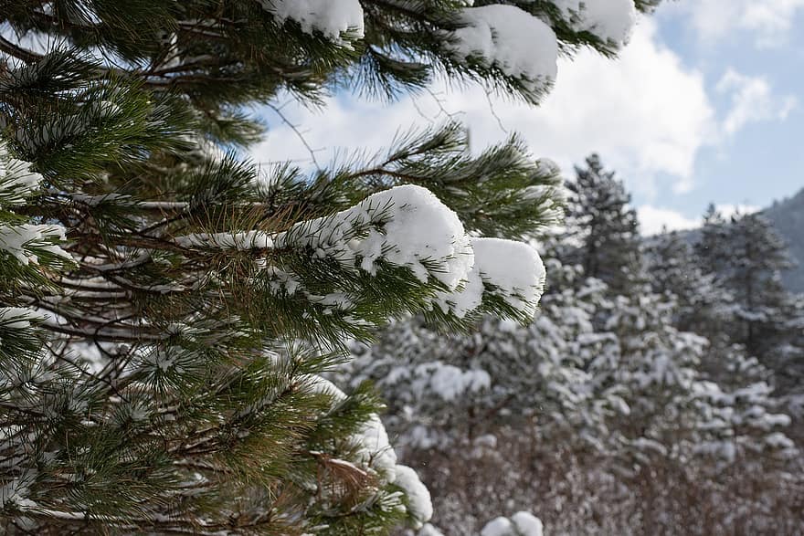 winter, bomen, natuur, veld-, Bos, seizoen, reizen, exploratie, buitenshuis, sneeuwveld, besneeuwd