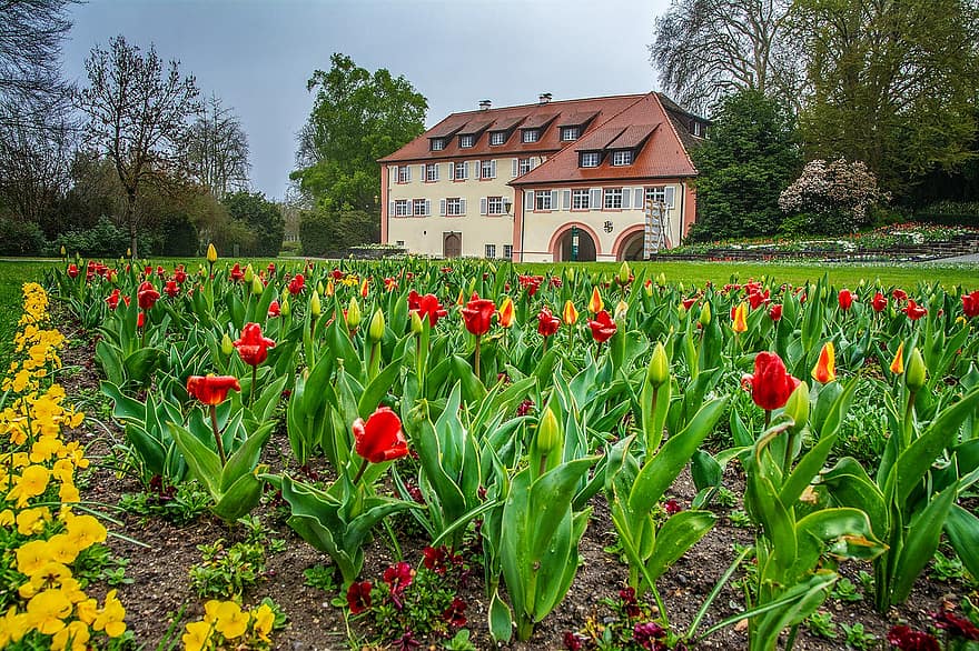 Mainau, Lake Constance, Garden, Estate, Manor, Flowers, Tulips, Nature, Island, Germany, tulip
