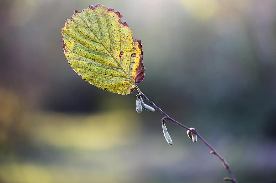 잎, 가을, 자연, 시즌, 헤이즐넛 지점