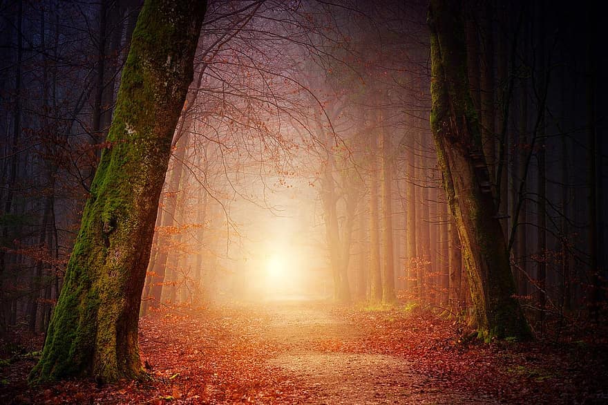Natura, las, drzewa, światło, słońce, mgła, mglisty, zachód słońca, cień, jesień, nastrój