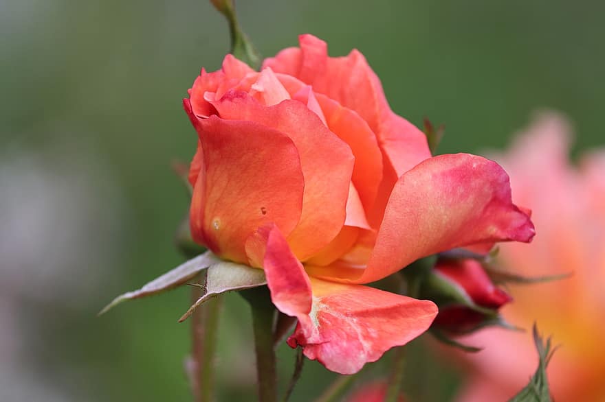 Rose, Lachs, Knospe, zärtlich, Rosenblüte, orange Rose, Blume, blühen, Nahansicht, Blütenblätter, Rosenblätter
