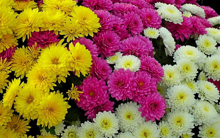 krysantemum, blommor, bukett, blomstrande blommor, trädgård, natur, växt, multi färgad, närbild, blomma, gul