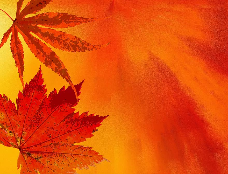 herfst, achtergrond, herfstkleuren, kleur, gouden herfst, achtergrond afbeelding, structuur, humeur, oranje, grafisch, canvas