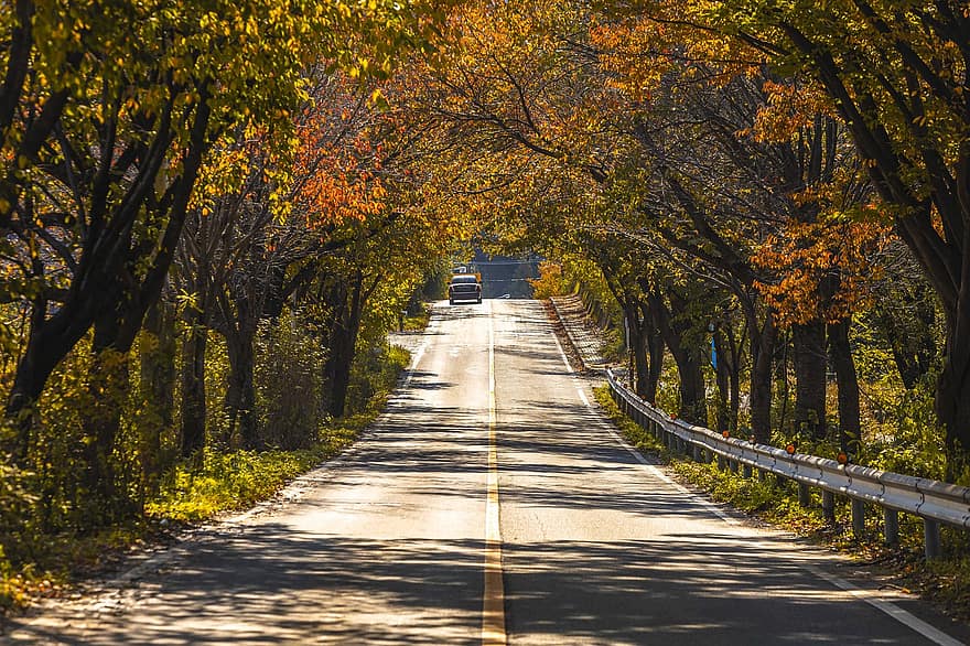 la carretera, pavimento, arboles, paisaje, asfalto, calzada, bosque, otoño