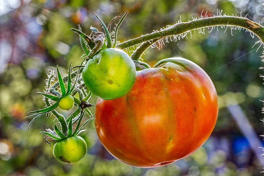 Um tomate, orgânico, saudável, nutriente, legumes, tomate maduro, Comida