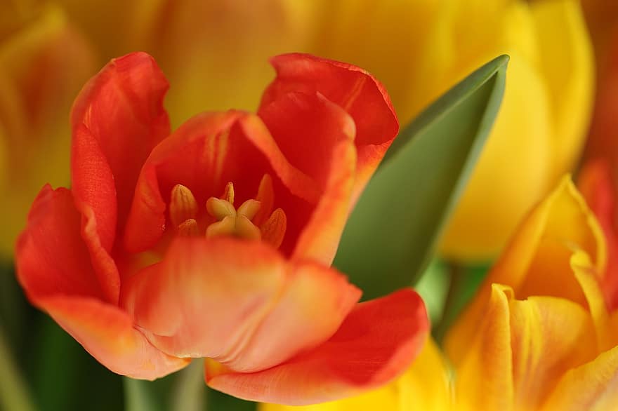 tulipani, fiori, pianta, petali, pistillo, fioritura, fiori di primavera, fiori di bulbo, primavera, natura