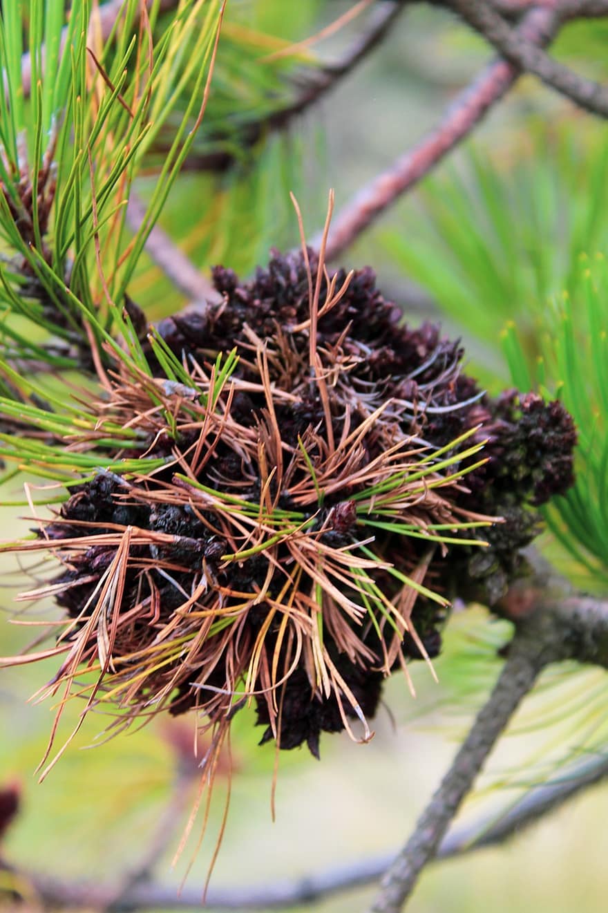 Hartweg's Pine, pinus hartwegii, naaldboom