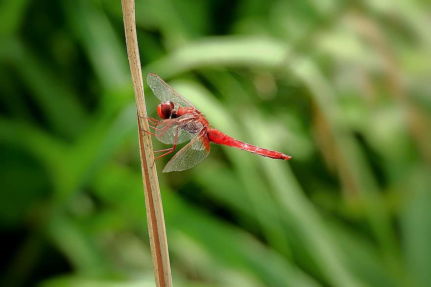 Scarlet Skimmer แมลงปอ, แมลงปอ, หญ้า, ปลูก, แมลง, ธรรมชาติ, ฤดูร้อน