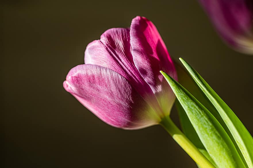 цветок, тюльпан, весна, сад, макрос, Tulipa Gesneriana, пурпурный, цветение, цвести, ботаника, завод