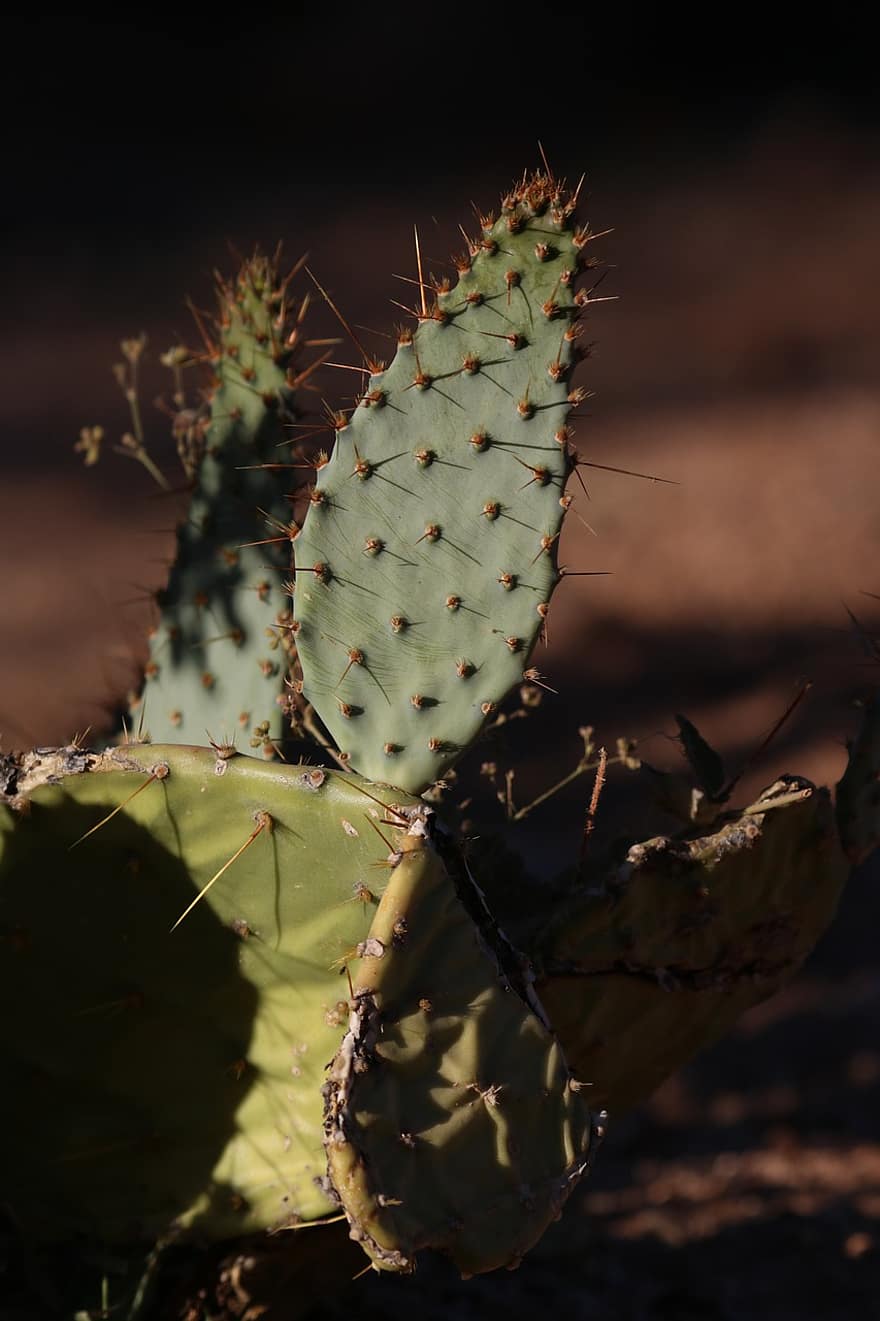 cactus, suculento, planta, Desierto, naturaleza, jardín, flora
