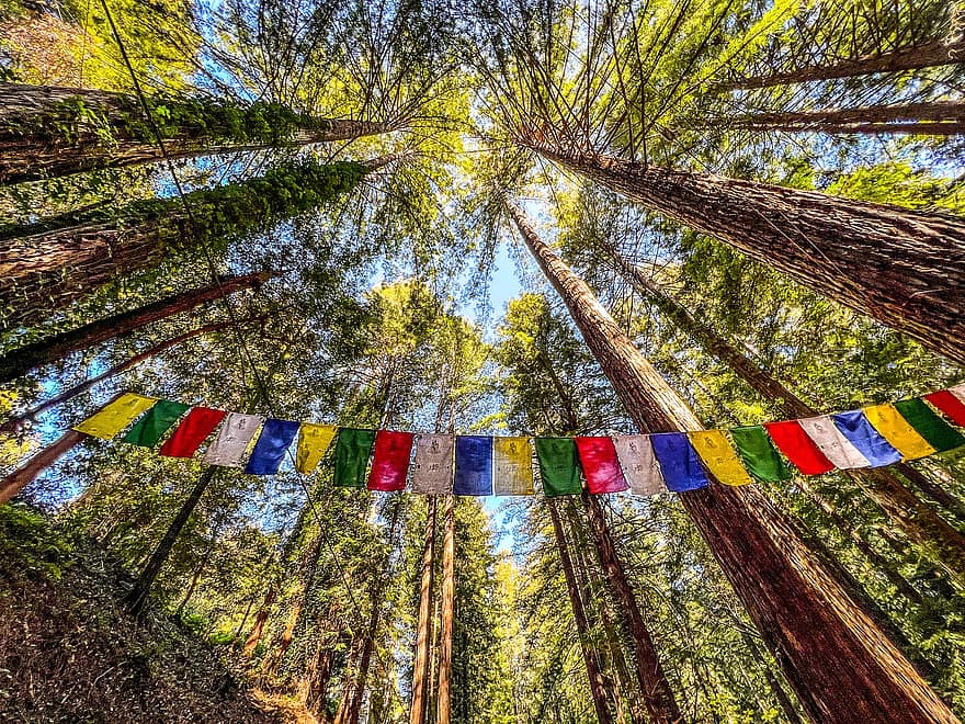 templo budista, bandeiras de oração, floresta, Santa Cruz, madeiras, arvores, natureza, árvore, multi colorido, religião, budismo