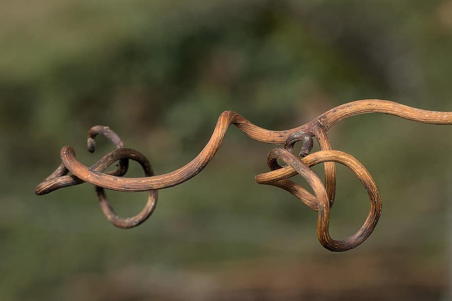 Grapevine, Vine, Plant, Spruce, Twig, Branch, Dried, Nature, Winter, close-up, rusty