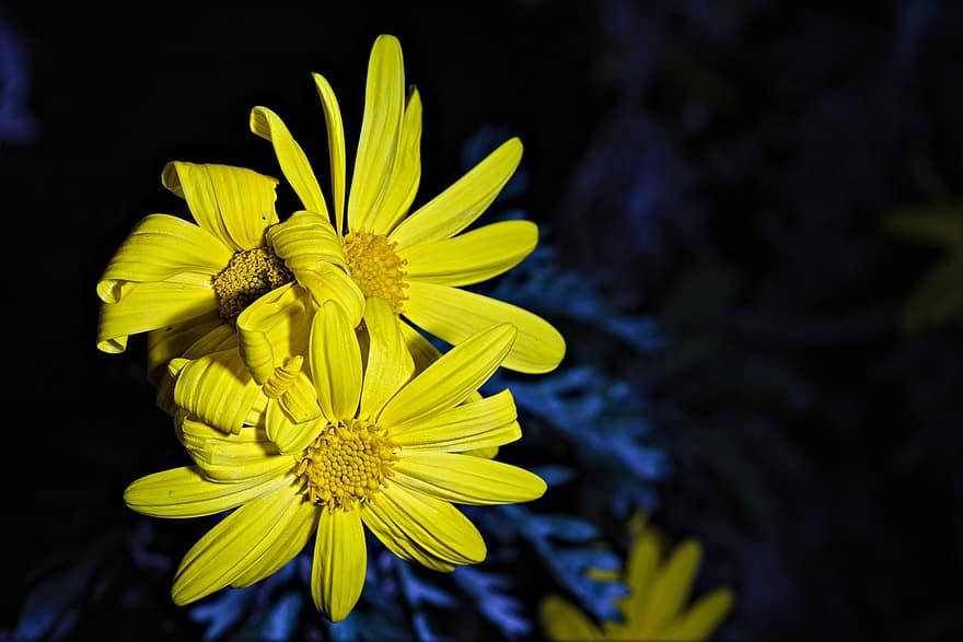 euryops, las flores, planta, Flores amarillas, pétalos, floración, naturaleza, de cerca, flor, amarillo, verano