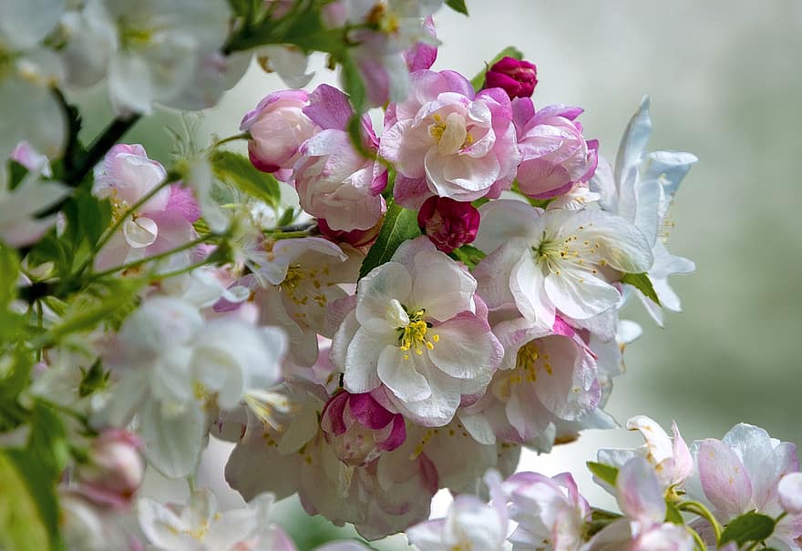 fiori, fiori di melo, primavera, natura, avvicinamento, fiore, petalo, pianta, testa di fiore, freschezza, foglia