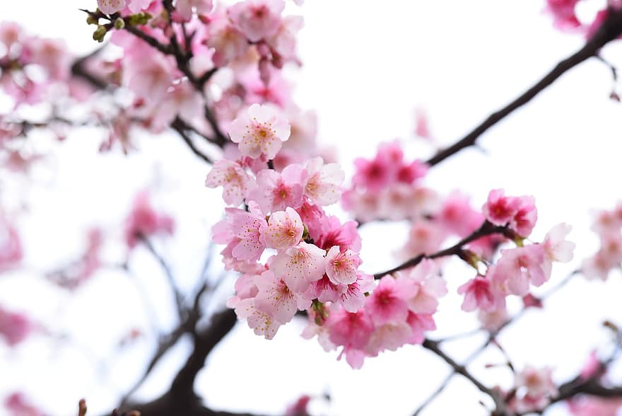 fleurs, Sakura, cerasus campanulata, pétales, branche, bourgeons, arbre, flore, printemps, fleur, couleur rose