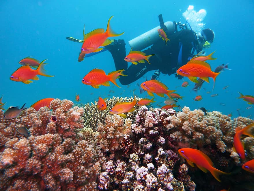 dykning, undervands-, vand, dykkere, undervands verden, fisk, egypten, rev, hav, koralrev, saltvand