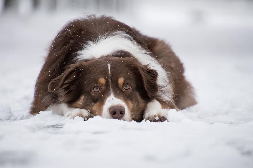 オーストラリアンシェパード、犬、雪、雪が降る、ペット、動物、飼い犬、犬歯、哺乳類、可愛い、降雪