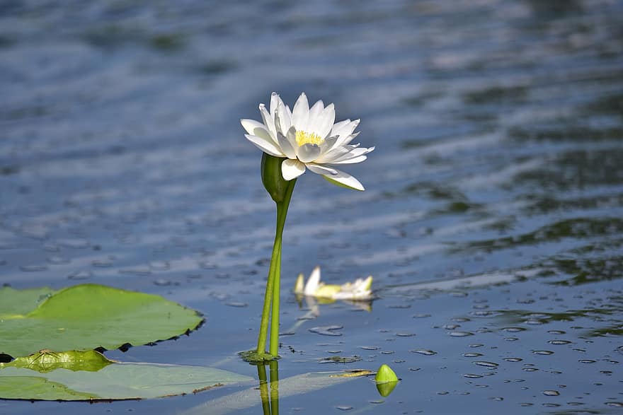 weiße Seerose, Blume, Pflanze, Lotus, Blütenblätter, blühen, Flora, Wasserpflanze, See, Teich, Natur
