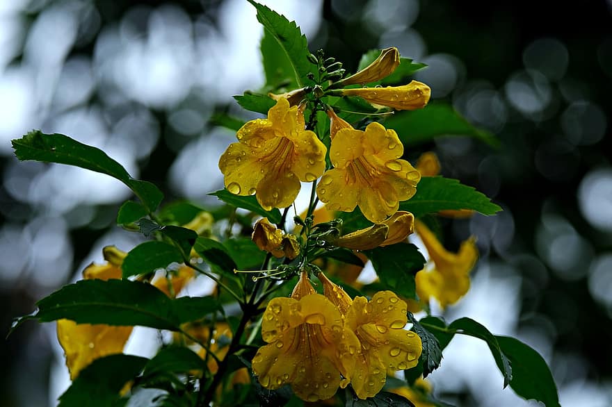tecoma stan, Dzeltenais vecākais, dzelteni ziedi, ziedi, flora, raksturs, lapas, augu, tuvplāns, dzeltens, vasarā