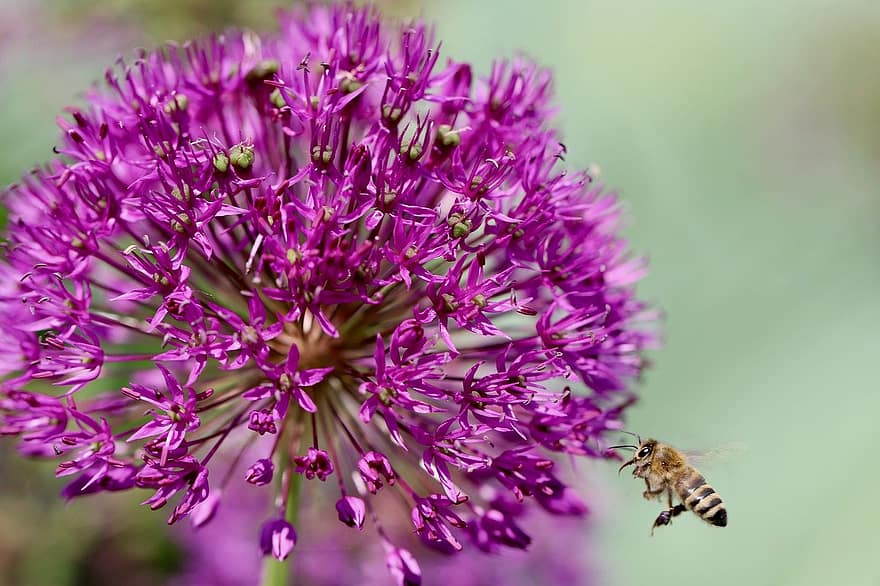oignon d'ornement, allium, abeille, poireau, insecte, pollinisation, fermer, fleur, macro, plante, violet