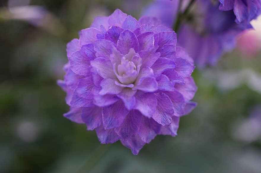 Doble de Shoaf, flor, planta, flor Purpura, pétalos, floración, flora, jardín, naturaleza, de cerca, pétalo